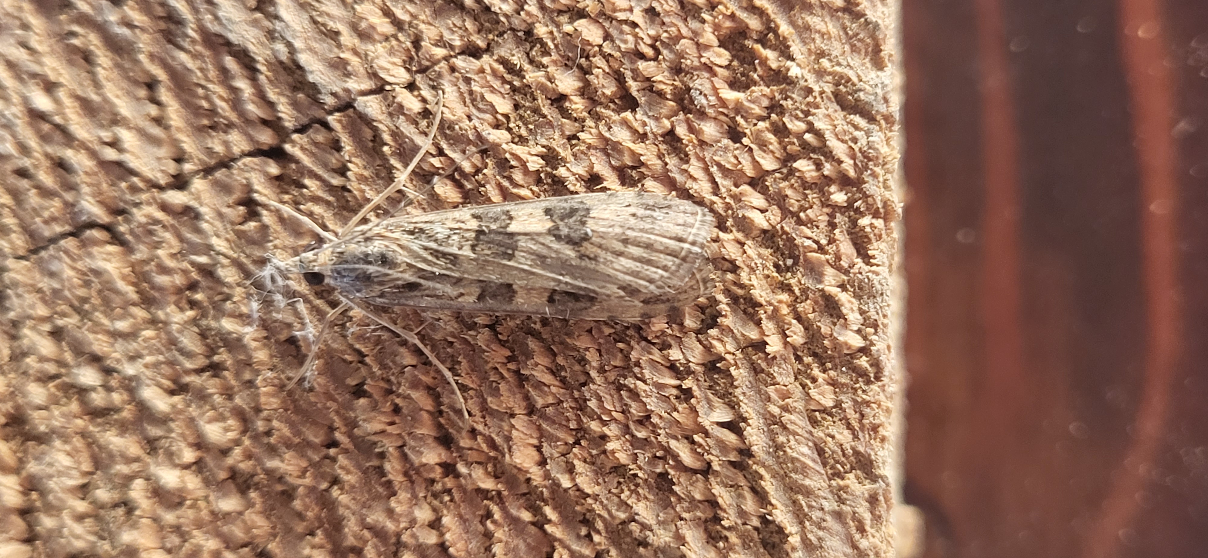 Photo of Rush Veneer (Nomophila noctuella)